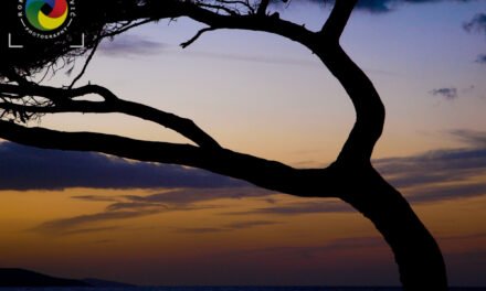Lone tree sunset 2