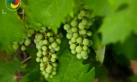 Young green grape