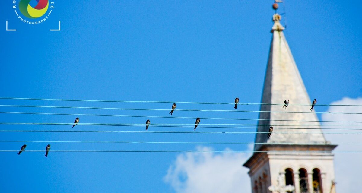 Birds at church